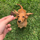 Dog eagerly waiting for Thins Emu Apple & Mint treats, healthy and puppy-safe training snack.
